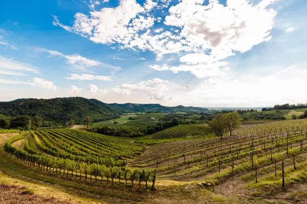 El hermoso viñedo de Collio, Friuli Venezia-Giulia, Italia — Foto de Stock