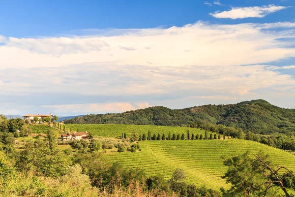 Il bellissimo vigneto del Collio, Friuli Venezia Giulia, Italia — Foto Stock