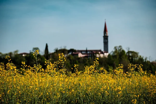 Bir İtalyan köyü önünde colza alanları — Stok fotoğraf
