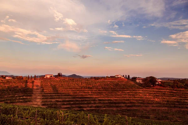 Захід сонця в виноградниках Росаццо після бурі — стокове фото
