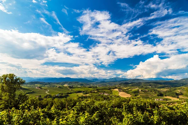 The beautiful vineyard of Collio, Friuli Venezia-Giulia, Italy — Stock Photo, Image