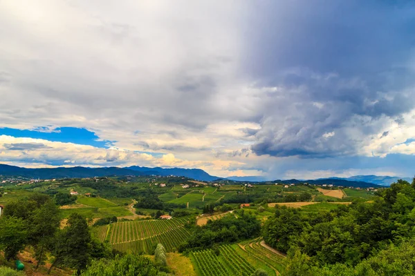 Stormy day in the vineyards of Brda, Slovenia