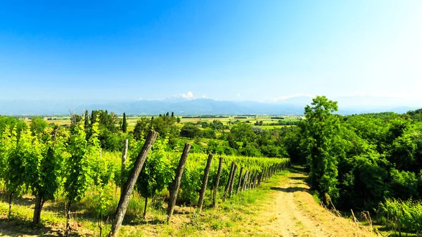 Los campos de Friuli Venezia-Giulia cultivados con vides — Foto de Stock