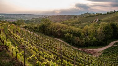 Üzüm bağları akşam fırtına
