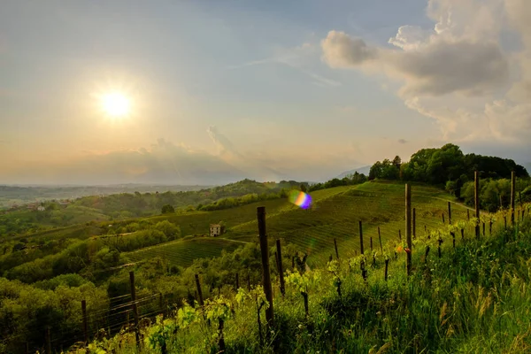 Evening storm in the vineyards — Stock Photo, Image