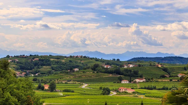 Stormy day in the vineyards of Brda, Slovenia — Stock Photo, Image