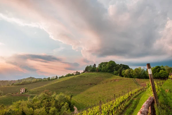 Abendsturm in den Weinbergen — Stockfoto