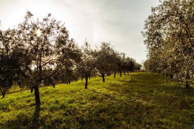 Zeytin ağaçları Hırvat kırsal kesimde