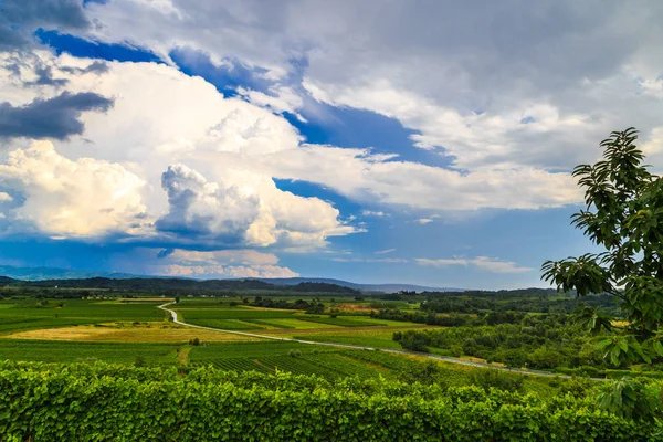 폭풍우 치는 날 Brda, 슬로베니아의 포도 원에 — 스톡 사진