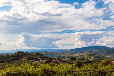 Güzel üzüm Collio, Friuli Venezia Giulia, İtalya