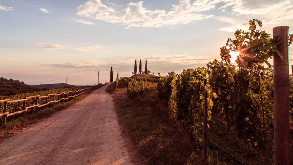 Puesta de sol en los viñedos de Rosazzo después de la tormenta — Foto de Stock