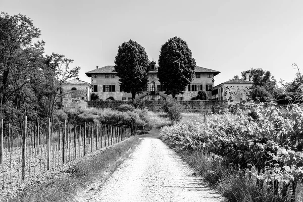 Die Felder Friaul-Julisch Venetiens, die mit Weinreben bebaut werden — Stockfoto