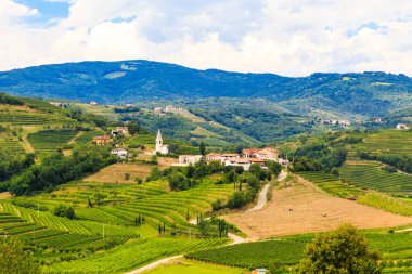 Fırtınalı gün üzüm bağları Brda, Slovenya