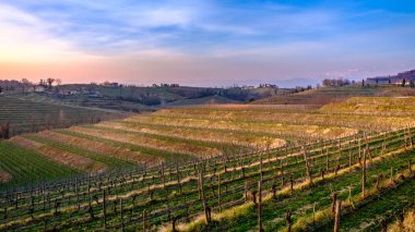 Collio Friulano üzüm bağları günbatımı bahar