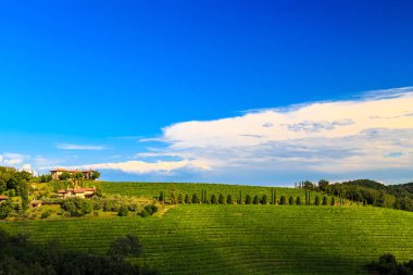 Güzel üzüm Collio, Friuli Venezia Giulia, İtalya