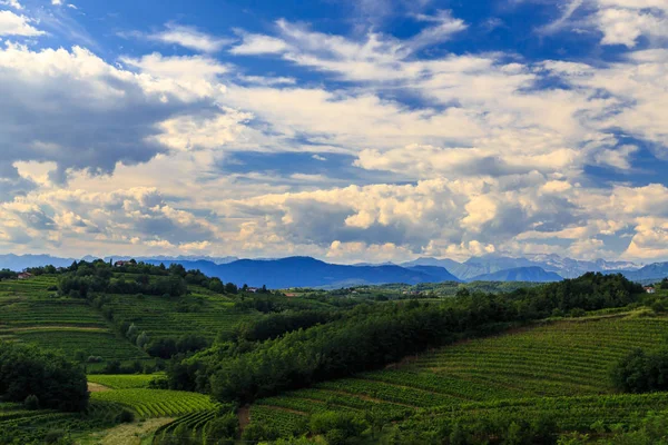 Pięknej winnicy Collio, Friuli Venezia-Giulia, Włochy — Zdjęcie stockowe