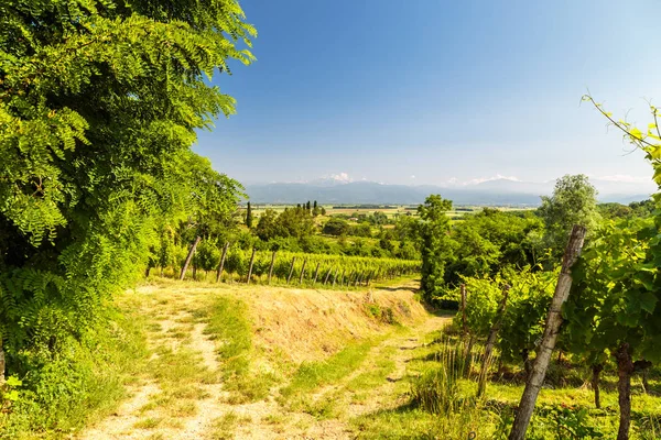 Los campos de Friuli Venezia-Giulia cultivados con vides — Foto de Stock
