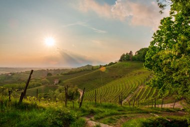 Üzüm bağları akşam fırtına