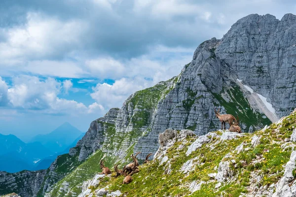 Steinbocks v juliánském Alpách — Stock fotografie