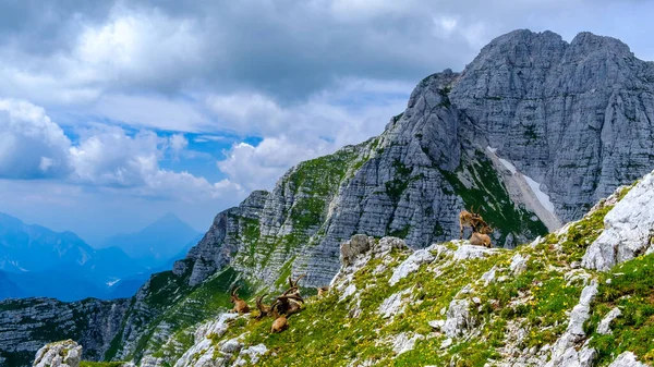 Steinbocks dans les Alpes juliennes — Photo