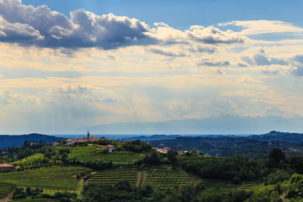 Italian Vineyards Border Slovenia Summer Afternoon — Stock Photo, Image