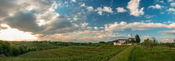 Słońce Zachodzi Winnicach Friuli Wenecja Julijska Włochy — Zdjęcie stockowe