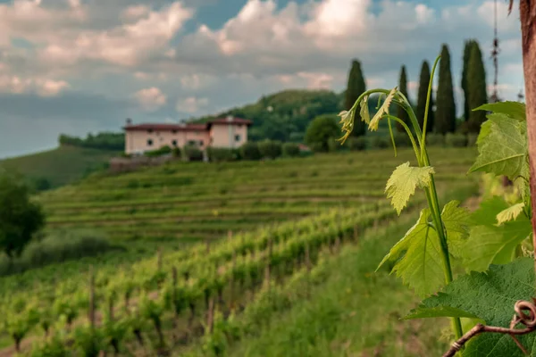 Sol Põe Nas Vinhas Friuli Venezia Giulia Itália — Fotografia de Stock