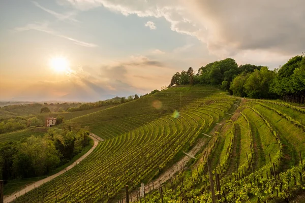 Storm Wijngaarden Van Friuli Venezia Giulia Italië — Stockfoto