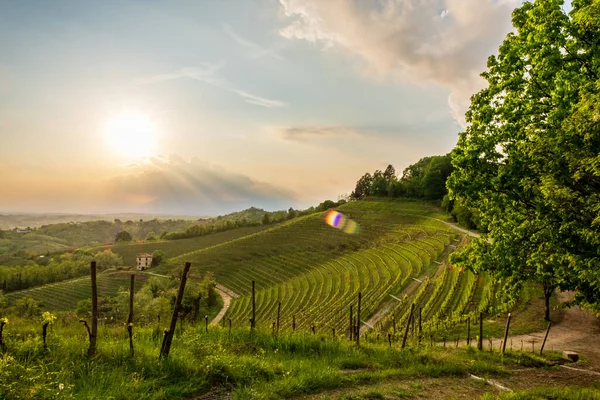 Burza Winnicach Friuli Wenecja Julijska Włochy — Zdjęcie stockowe