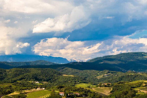 Włoskie Winnice Granicy Słowenią Letnie Popołudnie — Zdjęcie stockowe