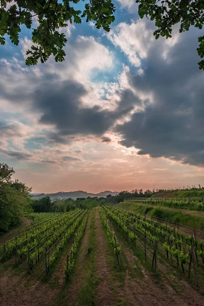 Sol Pone Los Viñedos Friuli Venezia Giulia Italia — Foto de Stock