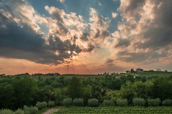 太陽はフリウリ ヴェネツィア ジュリア イタリアのブドウ畑で降りて行きます — ストック写真