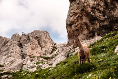 Julian Alplerinde Montasio Dağı 'nda Steinbocks, bir yaz günü.