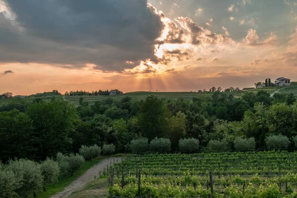 Zon Gaat Onder Wijngaarden Van Friuli Venezia Giulia Italië — Stockfoto