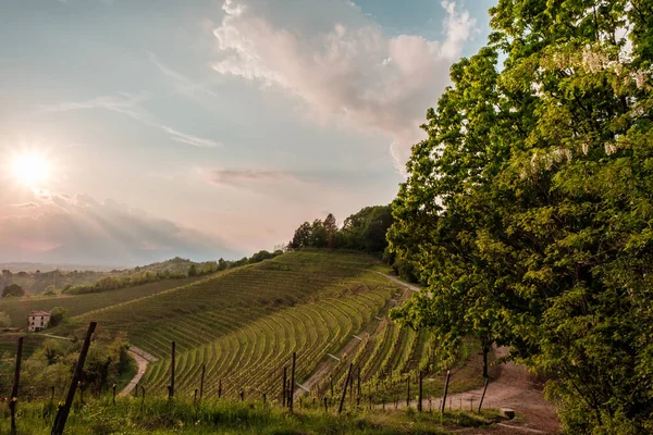 Tempestade Nas Vinhas Friuli Venezia Giulia Itália — Fotografia de Stock