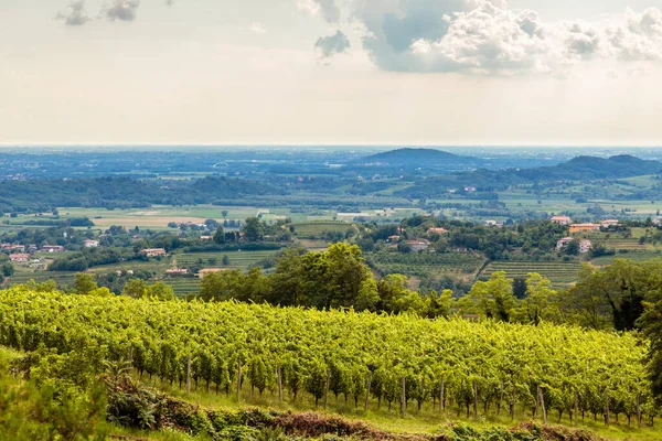 Italiaanse Wijngaarden Aan Grens Met Slovenië Een Zomermiddag — Stockfoto