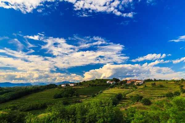 Vinhas Italianas Fronteira Com Eslovénia Uma Tarde Verão — Fotografia de Stock