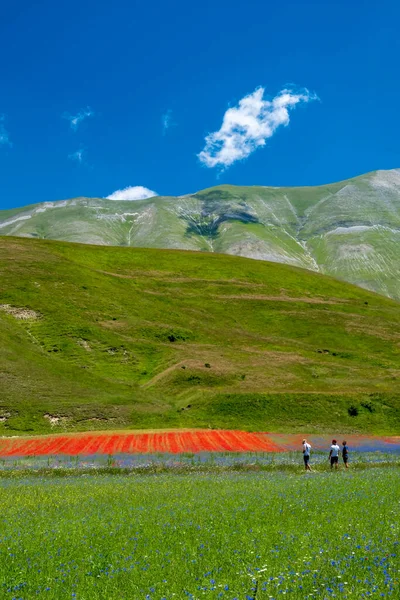 Färgerna Fälten Lenil Full Blommor Castelluccio Norcia — Stockfoto