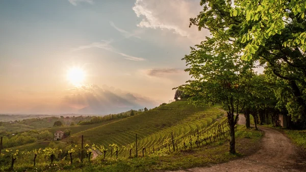 Storm Wijngaarden Van Friuli Venezia Giulia Italië — Stockfoto