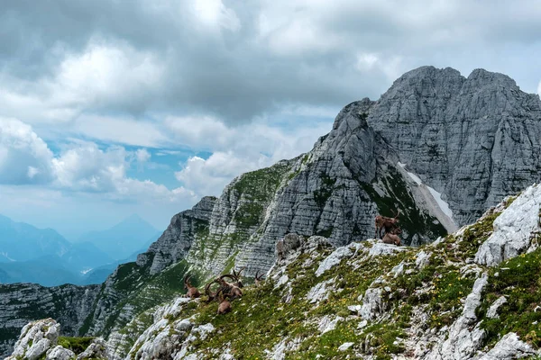 Steinbocks Sur Mont Montasio Dans Les Alpes Juliennes Une Journée — Photo