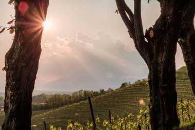 Friuli Venezia-Giulia, İtalya 'daki üzüm bağlarında fırtına