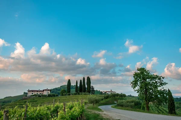 Die Sonne Geht Unter Den Weinbergen Friaul Julisch Venetiens — Stockfoto