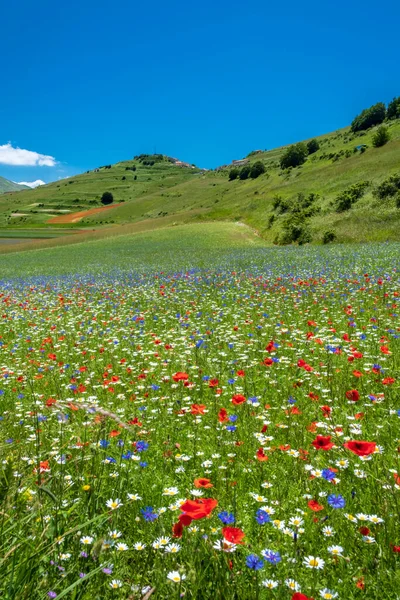 Colori Dei Campi Lenil Pieni Fiori Castelluccio Norcia — Foto Stock