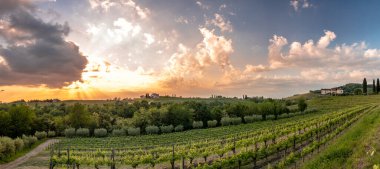 Güneş Friuli-Venezia Giulia, İtalya 'daki üzüm bağlarından batıyor.