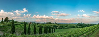 Güneş Friuli-Venezia Giulia, İtalya 'daki üzüm bağlarından batıyor.