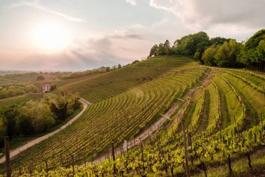 Friuli Venezia-Giulia, İtalya 'daki üzüm bağlarında fırtına