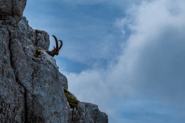 Julian Alplerinde Montasio Dağı 'nda Steinbocks, bir yaz günü.