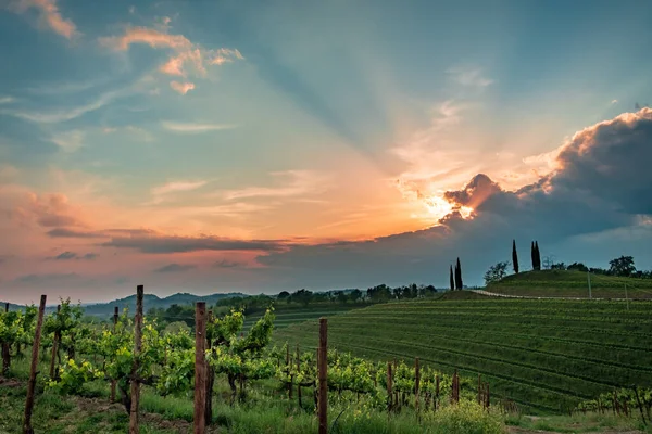 The sun goes down in the vineyards of Friuli-Venezia Giulia, Italy