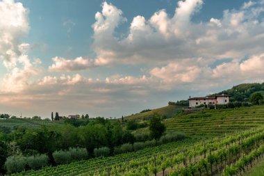 Güneş Friuli-Venezia Giulia, İtalya 'daki üzüm bağlarından batıyor.