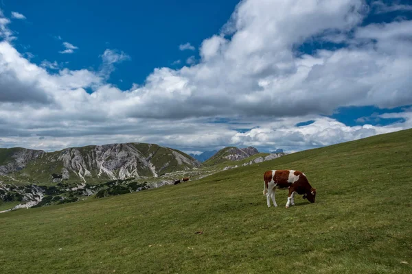 Die Schönen Dolomiten Einem Sommertag Trentino Südtirol Italien — Stockfoto